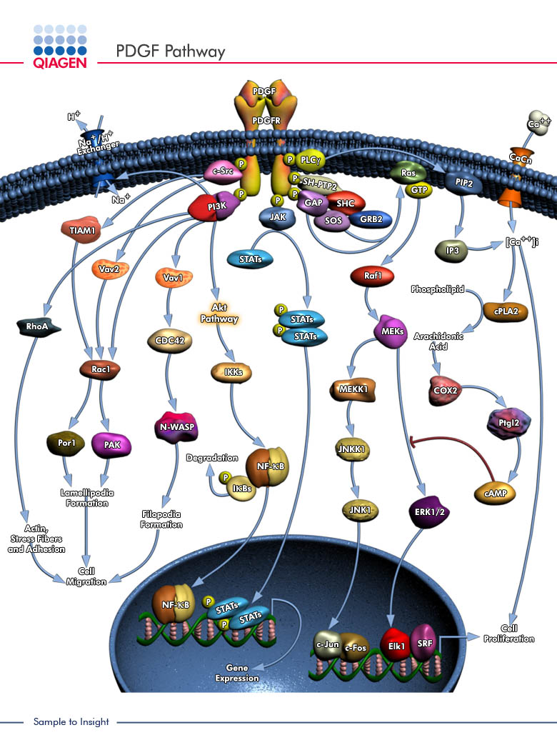 Platelet Derived Growth Factor Alchetron The Free Social Encyclopedia